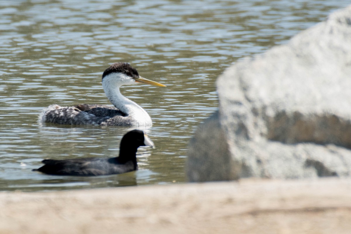 Western Grebe - ML92129351