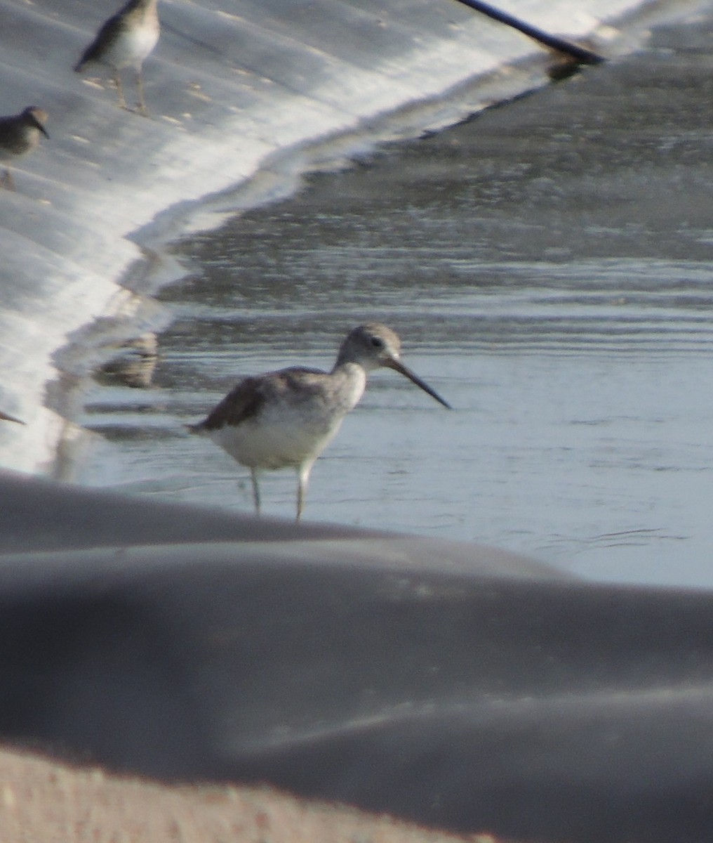 Greater Yellowlegs - ML92130191