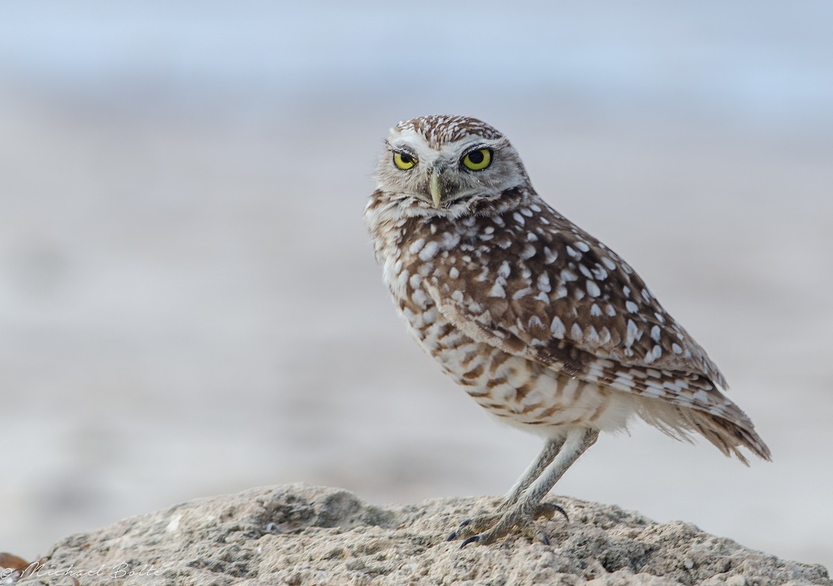 Burrowing Owl - Michael Bolte