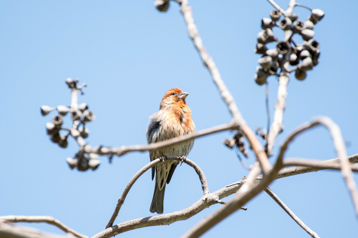 House Finch - James McNamara