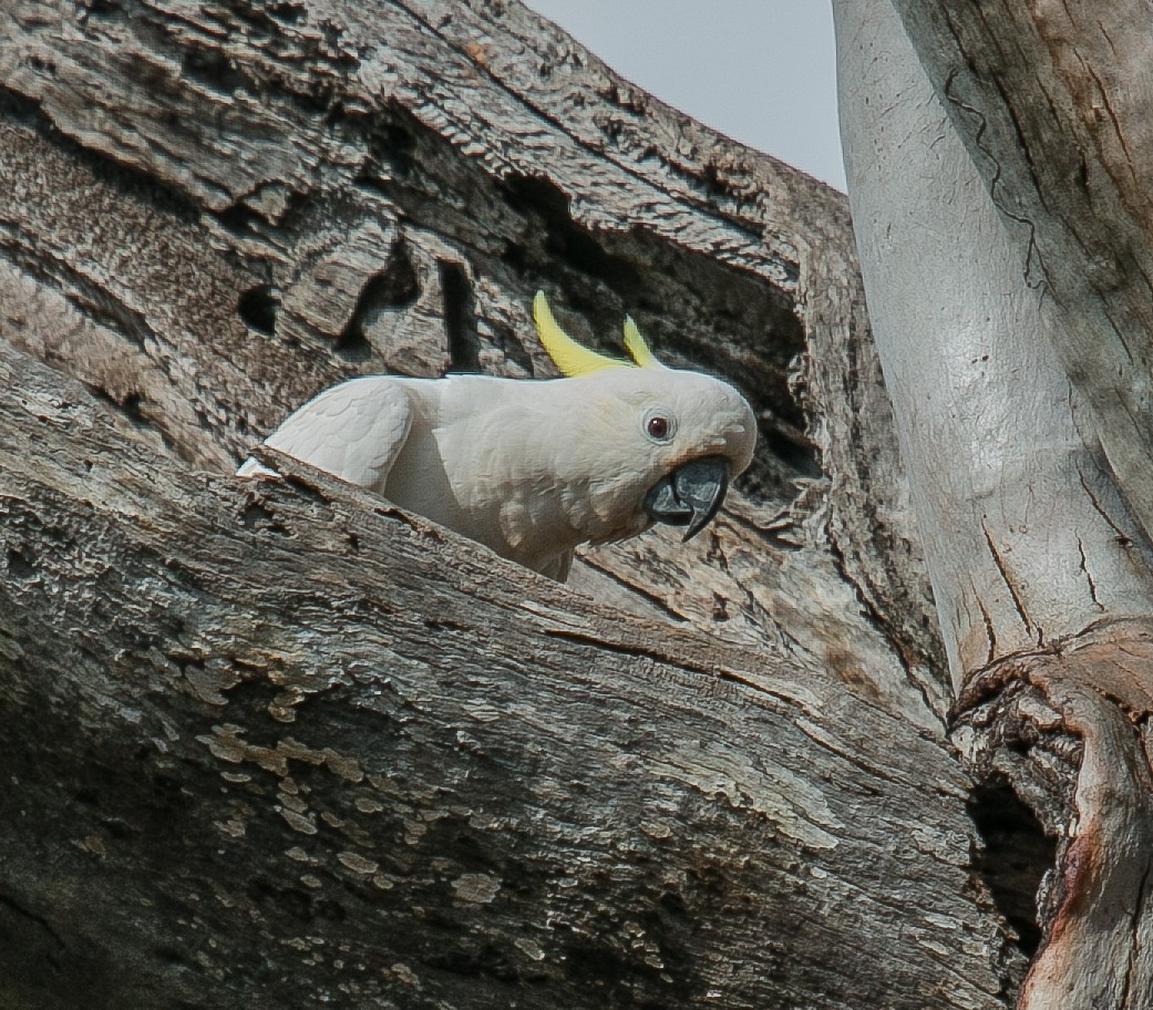 葵花鳳頭鸚鵡 - ML92131751