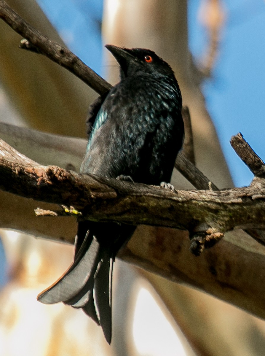 Spangled Drongo - ML92131921