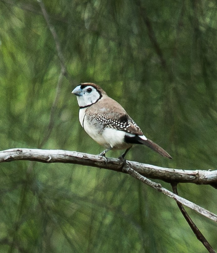 Double-barred Finch - ML92131941