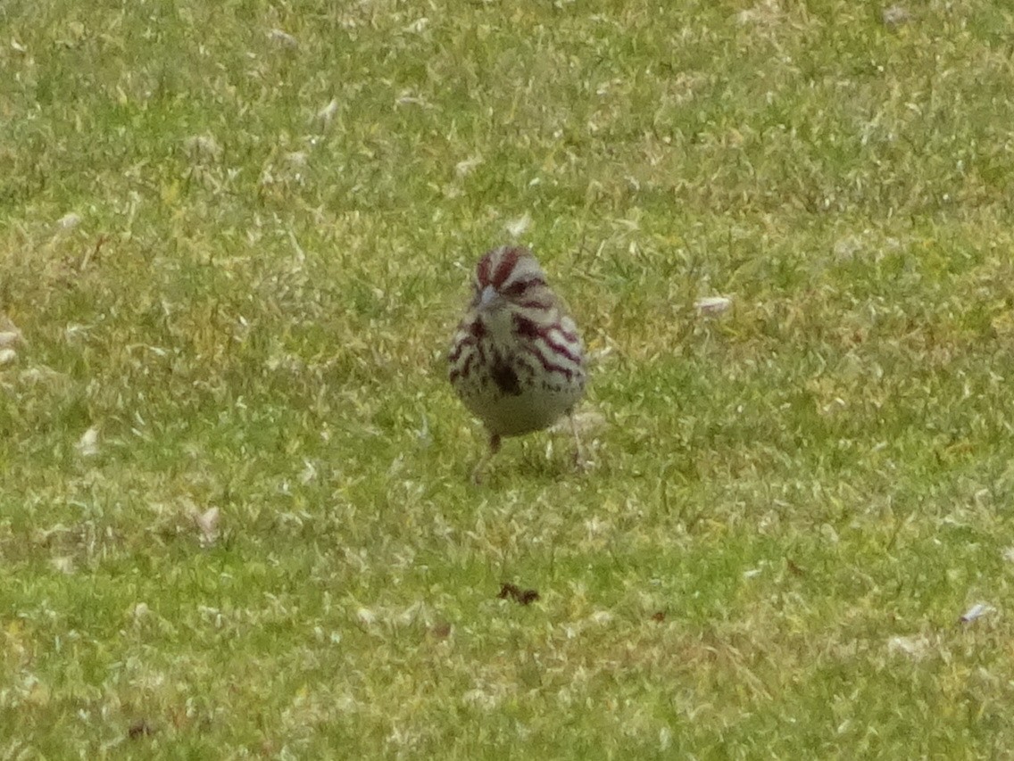 Song Sparrow - ML92132061