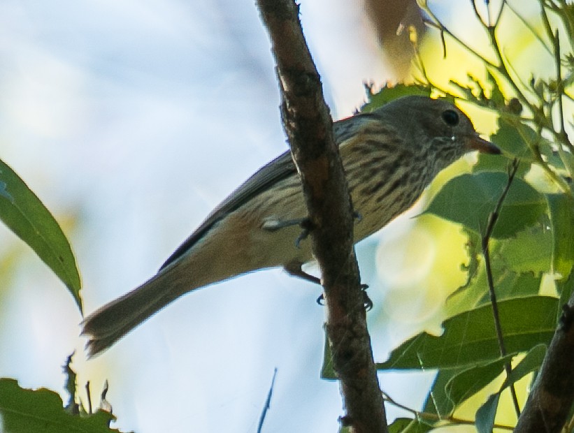 Rufous Whistler - ML92132081