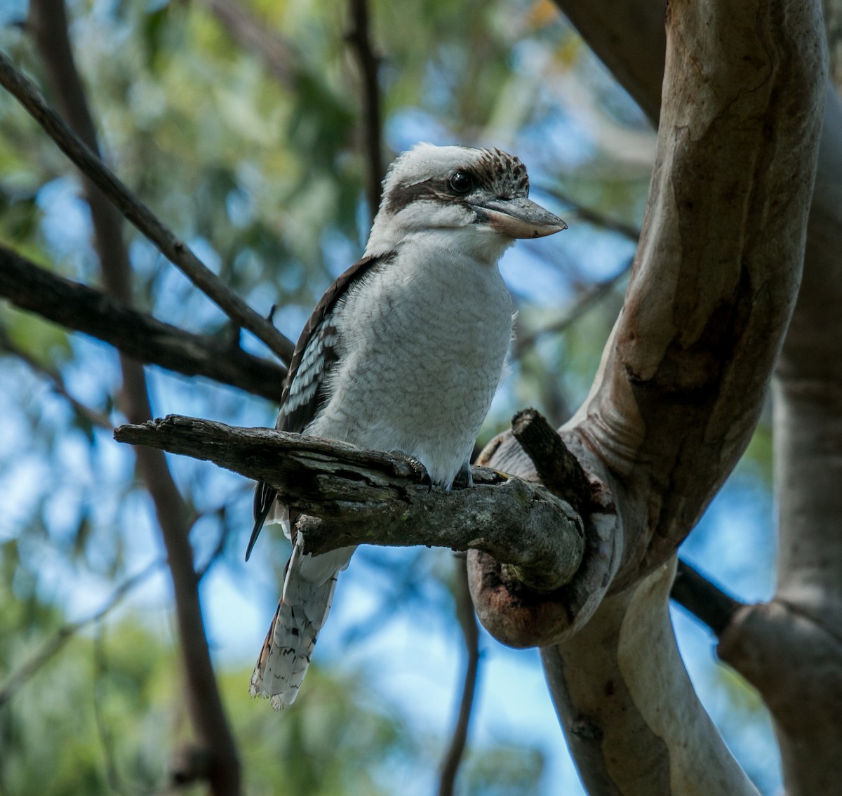 Laughing Kookaburra - ML92132101