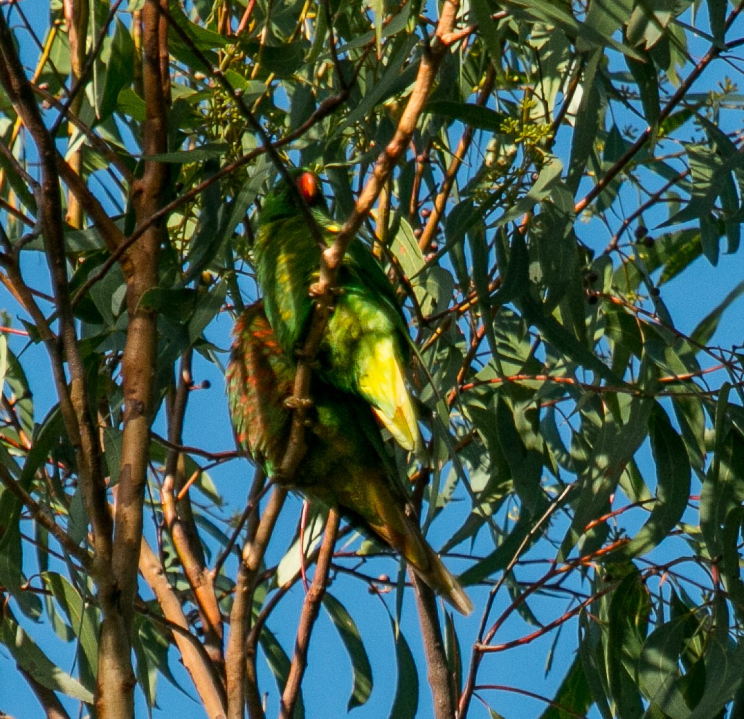 Scaly-breasted Lorikeet - ML92132251