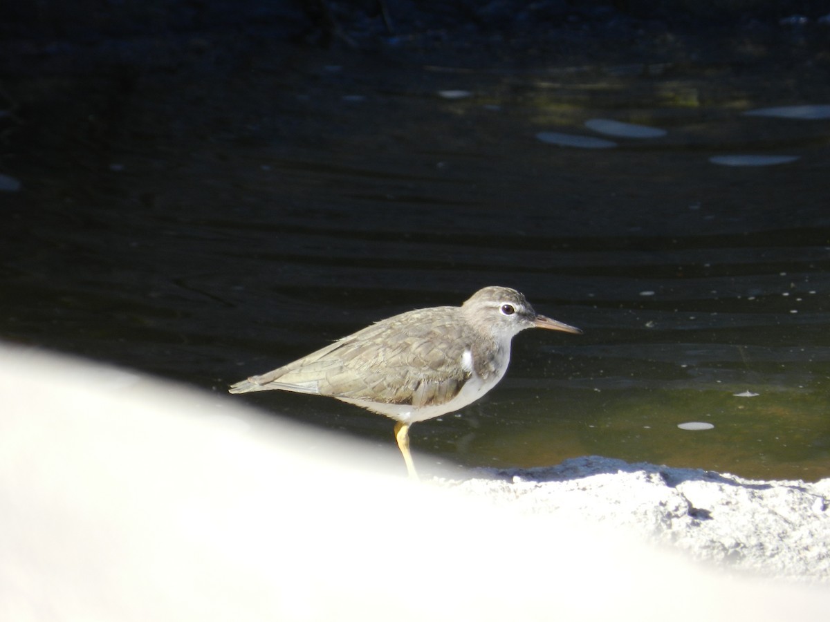 Spotted Sandpiper - Elyana Perez