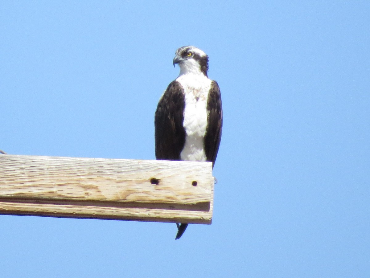 Osprey - ML92132461