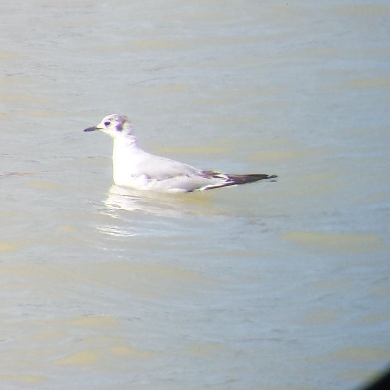 Bonaparte's Gull - ML92132501