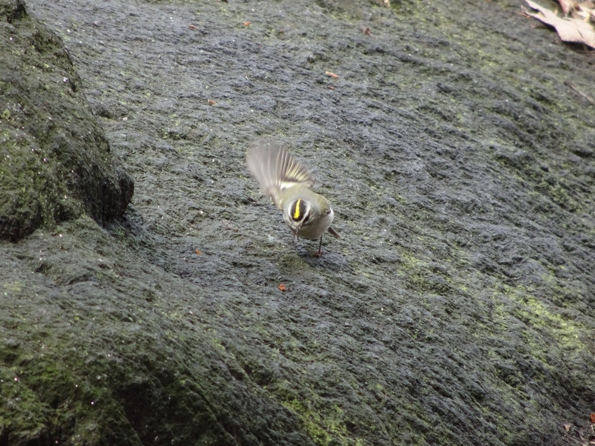 Golden-crowned Kinglet - ML92132681