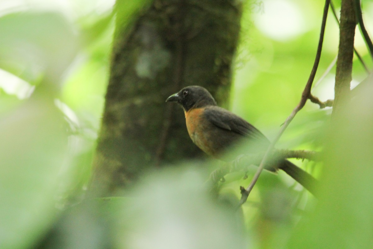 Black-cheeked Ant-Tanager - ML92134971