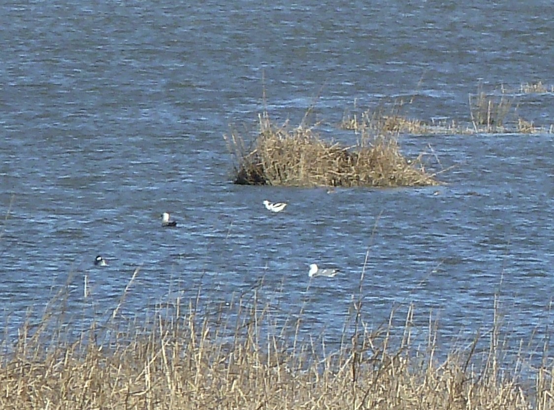 American Avocet - ML92136701