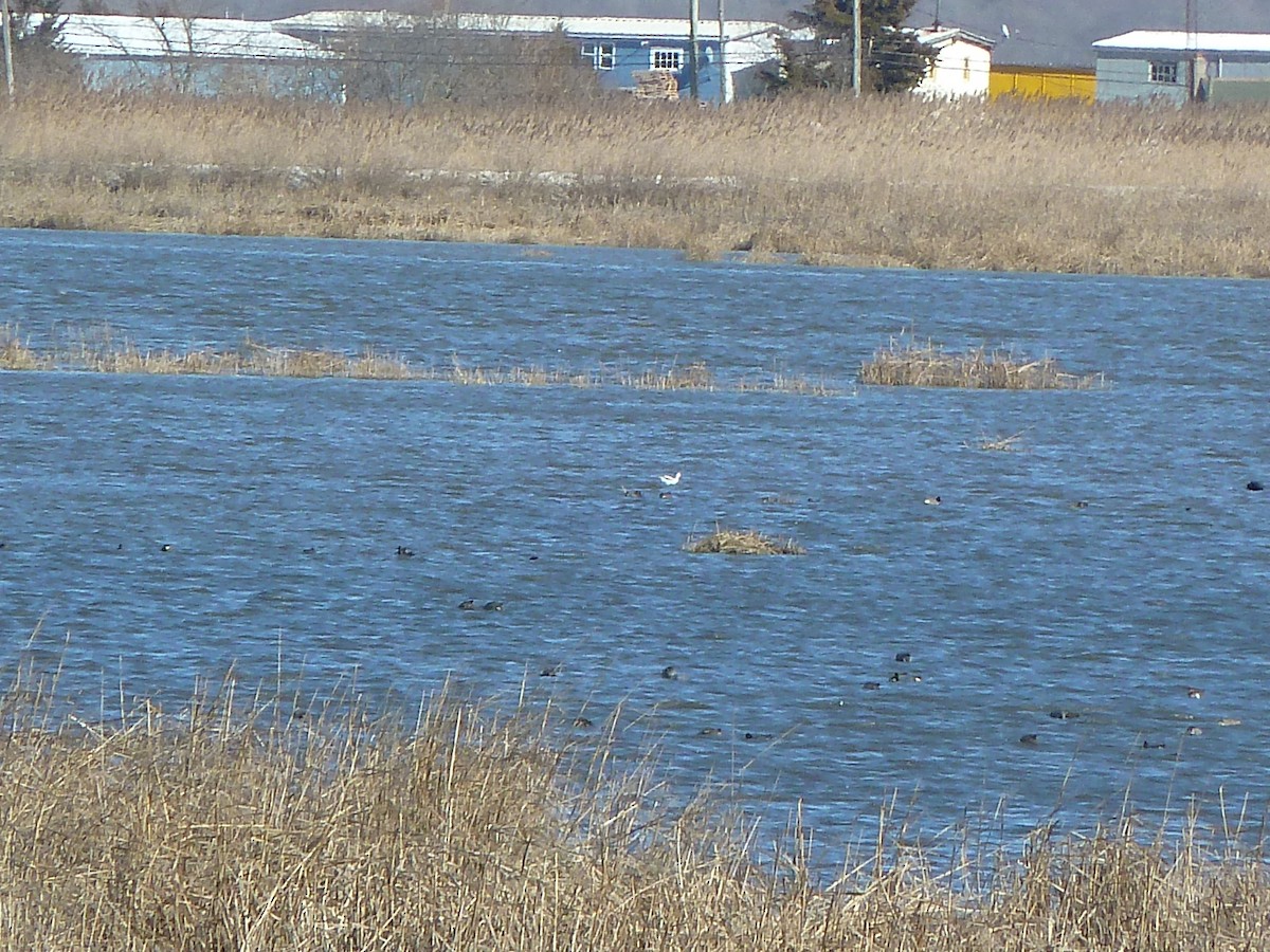 American Avocet - Marian Jordan