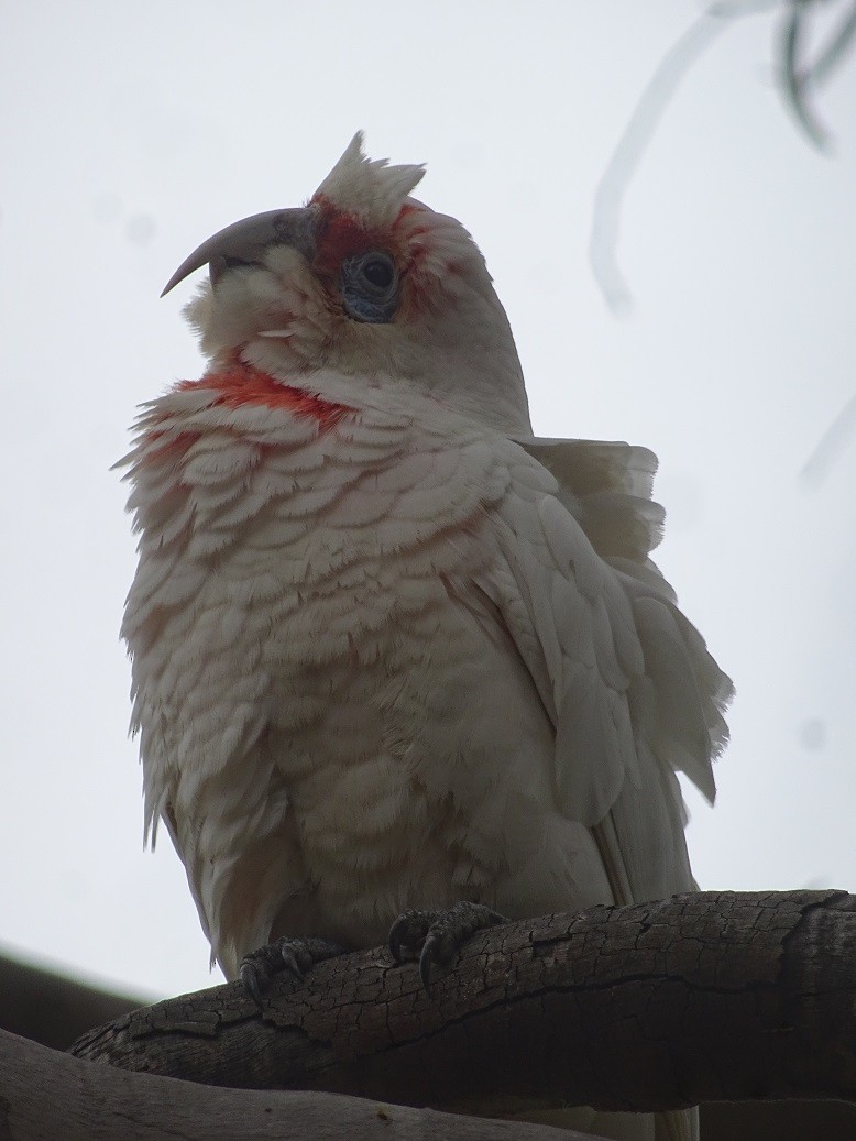 Long-billed Corella - ML92137071