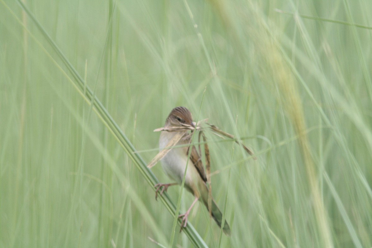 Bristled Grassbird - ML92139371