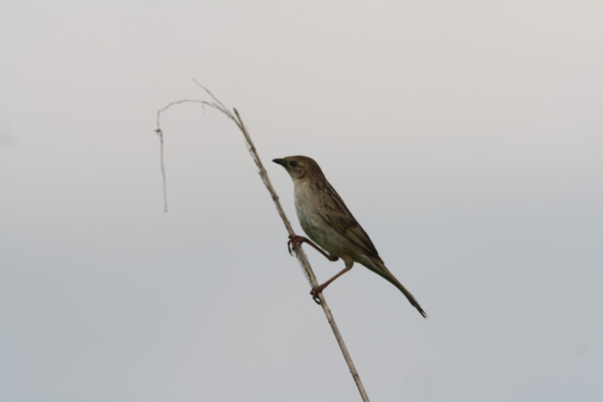 Bristled Grassbird - ML92139401