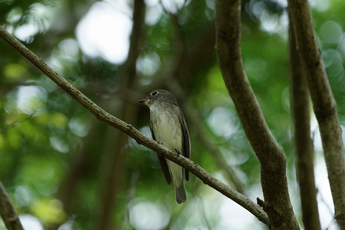 Asian Brown Flycatcher - ML92140911