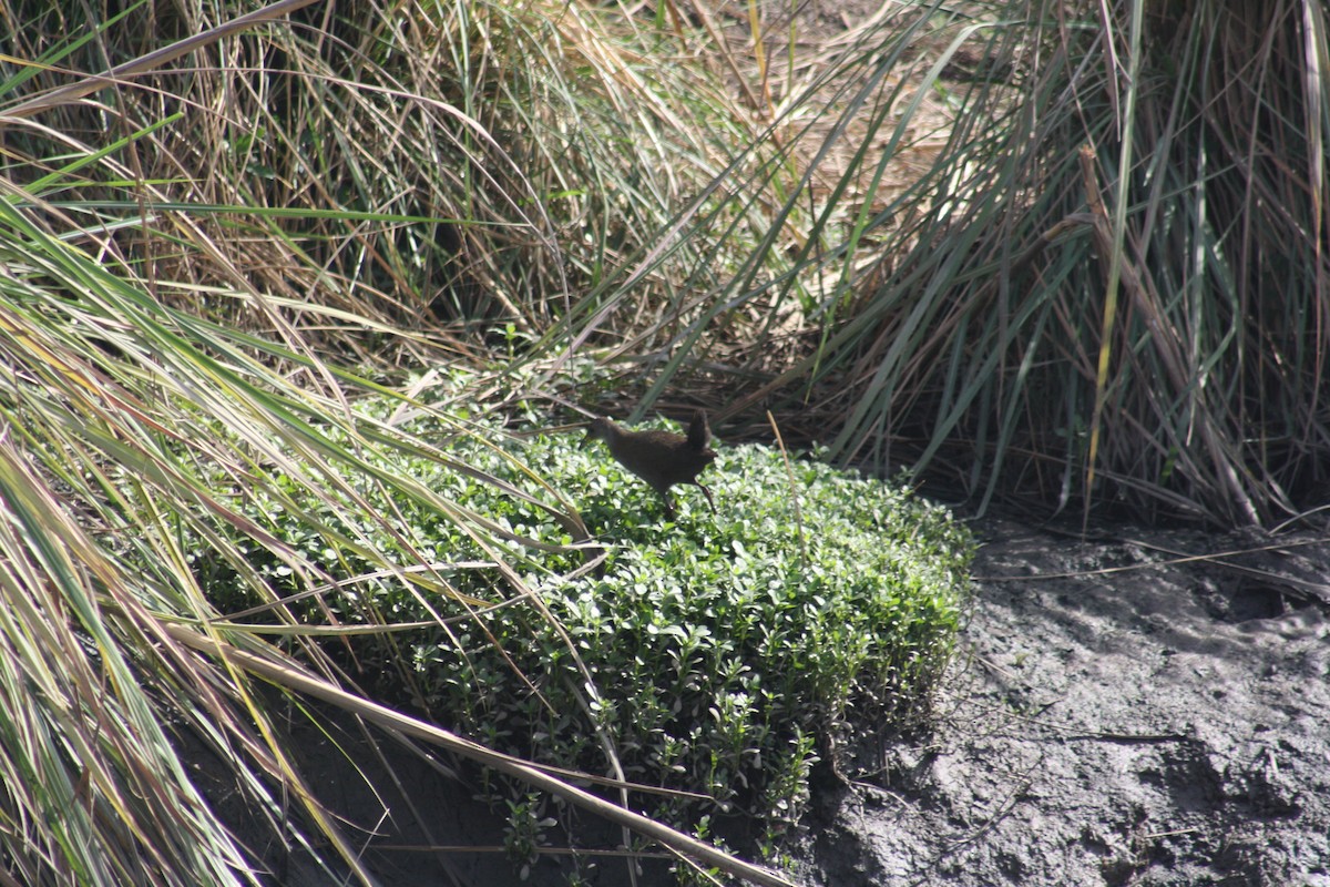 Brown Crake - PANKAJ GUPTA