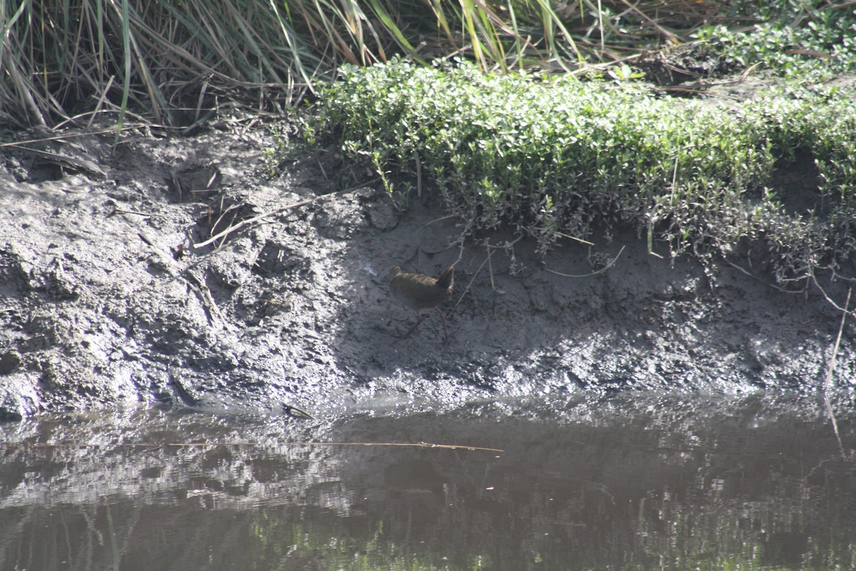 Brown Crake - ML92140951