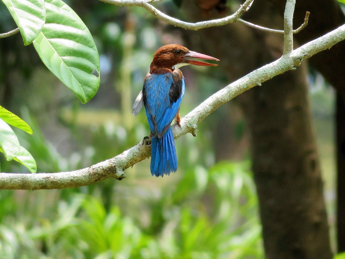 White-throated Kingfisher - ML92140981