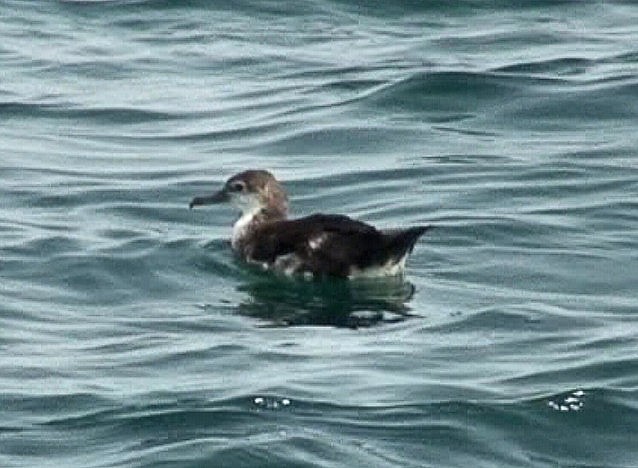 Persian Shearwater - ML92142781