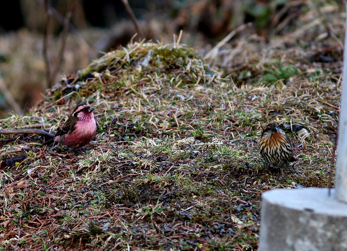 Himalayan White-browed Rosefinch - ML92144081