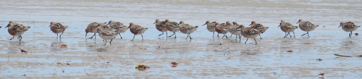 Red Knot - Colin Trainor