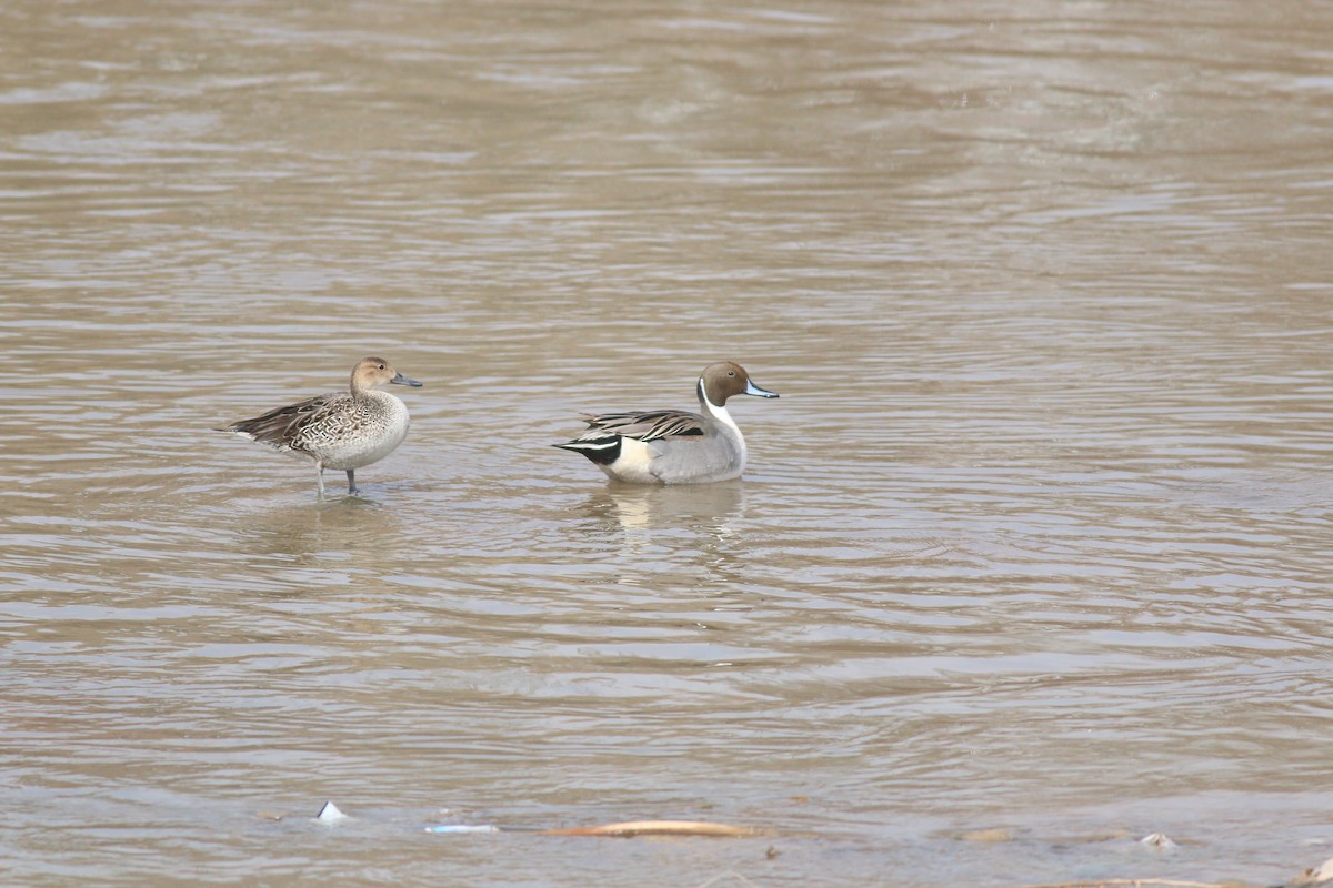 Northern Pintail - ML92144501