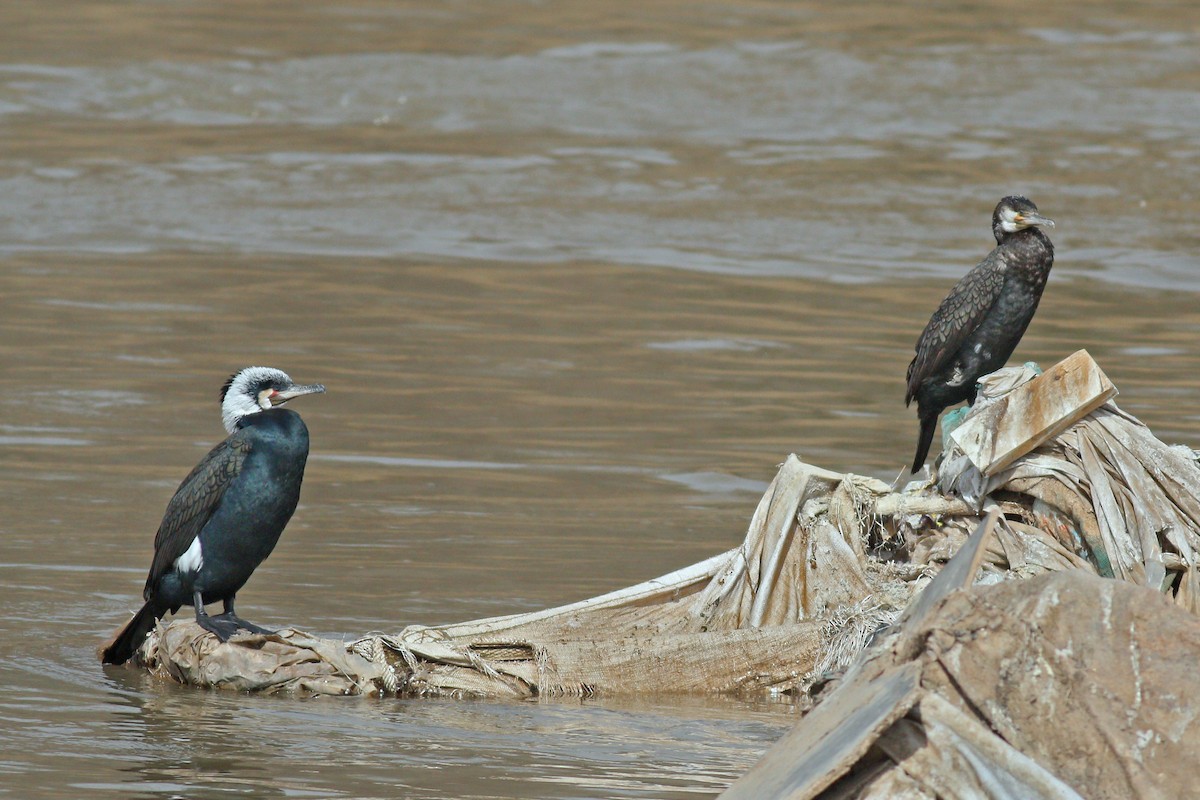 Great Cormorant - ML92144531