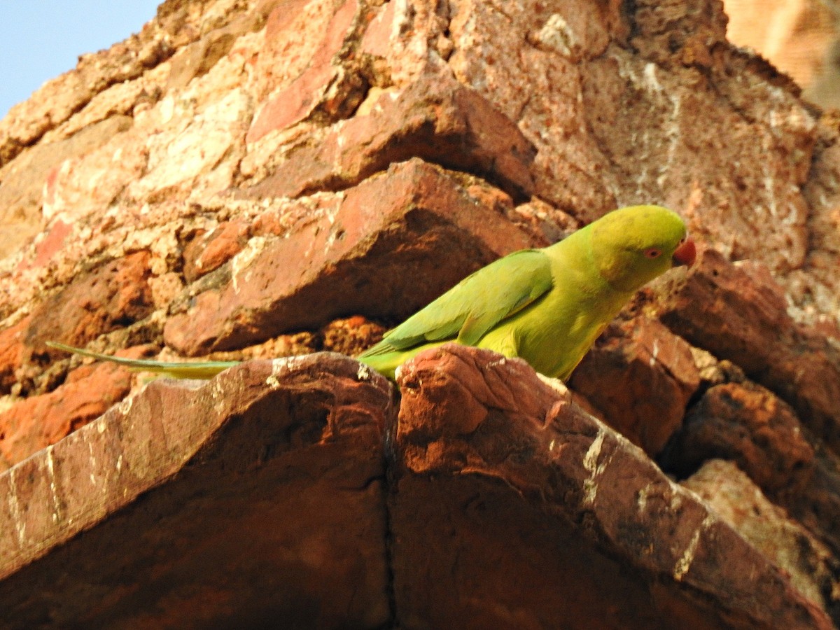 Rose-ringed Parakeet - Fermin Jose