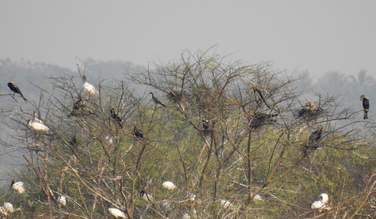 Oriental Darter - ML92146541