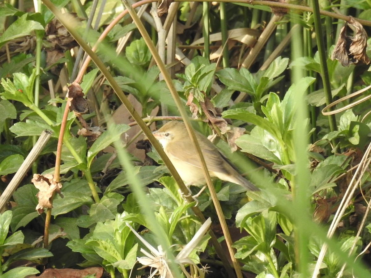 Blyth's Reed Warbler - ML92147251