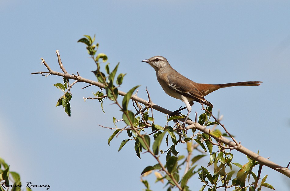 White-banded Mockingbird - ML92147371