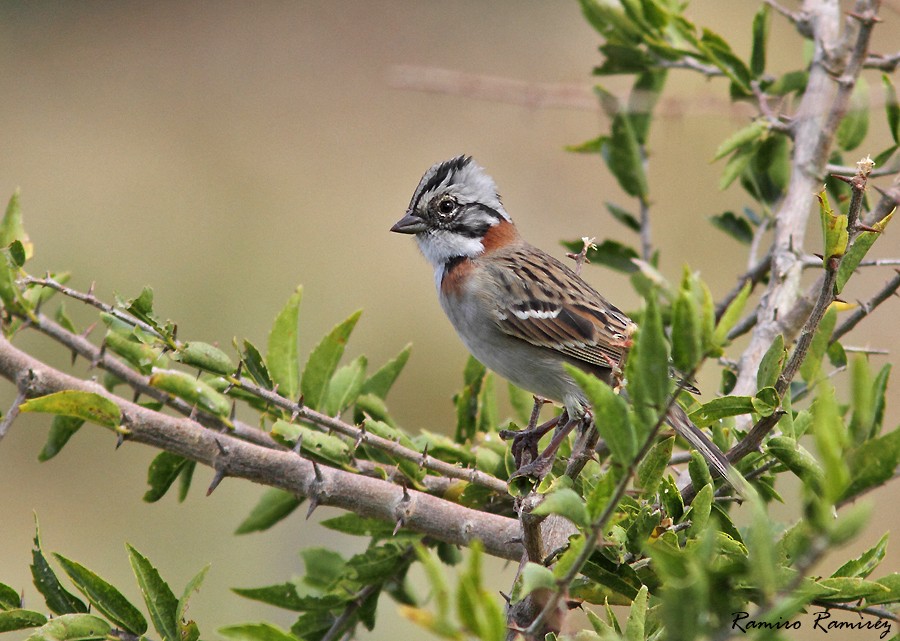 Rufous-collared Sparrow - Ramiro Ramirez