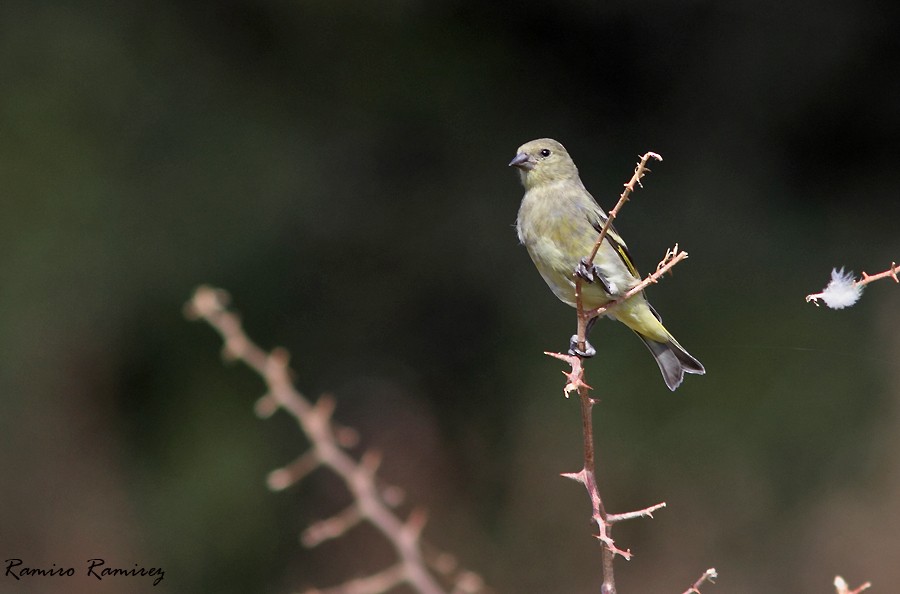 Hooded Siskin - Ramiro Ramirez