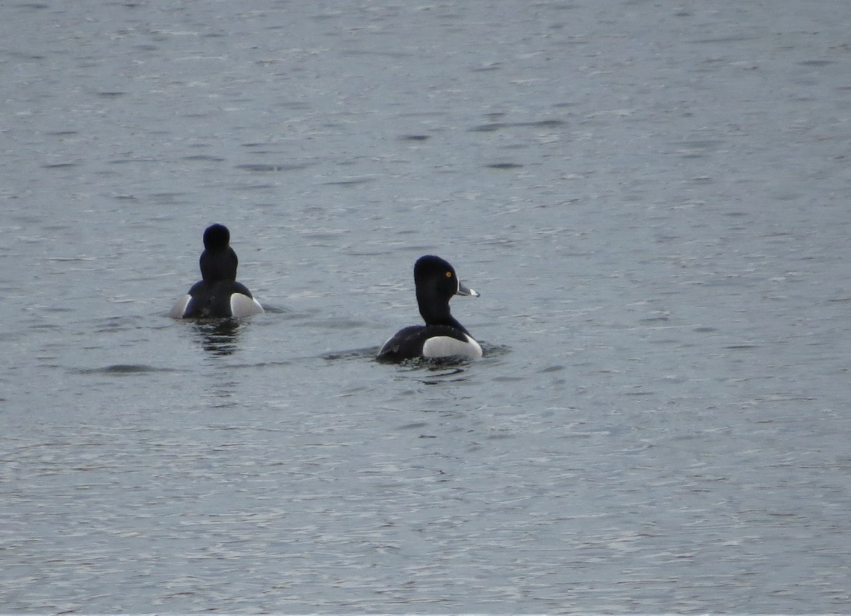 Ring-necked Duck - ML92147981