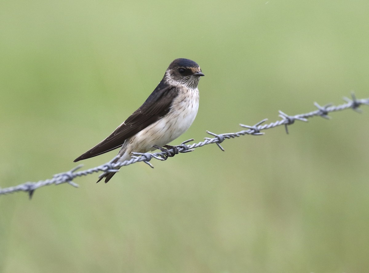 Tree Martin - Chris Barnes