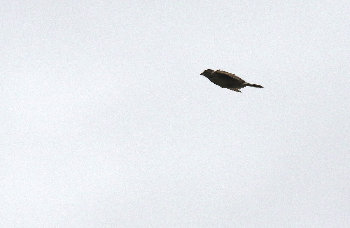 Singing Bushlark (Australasian) - Chris Barnes