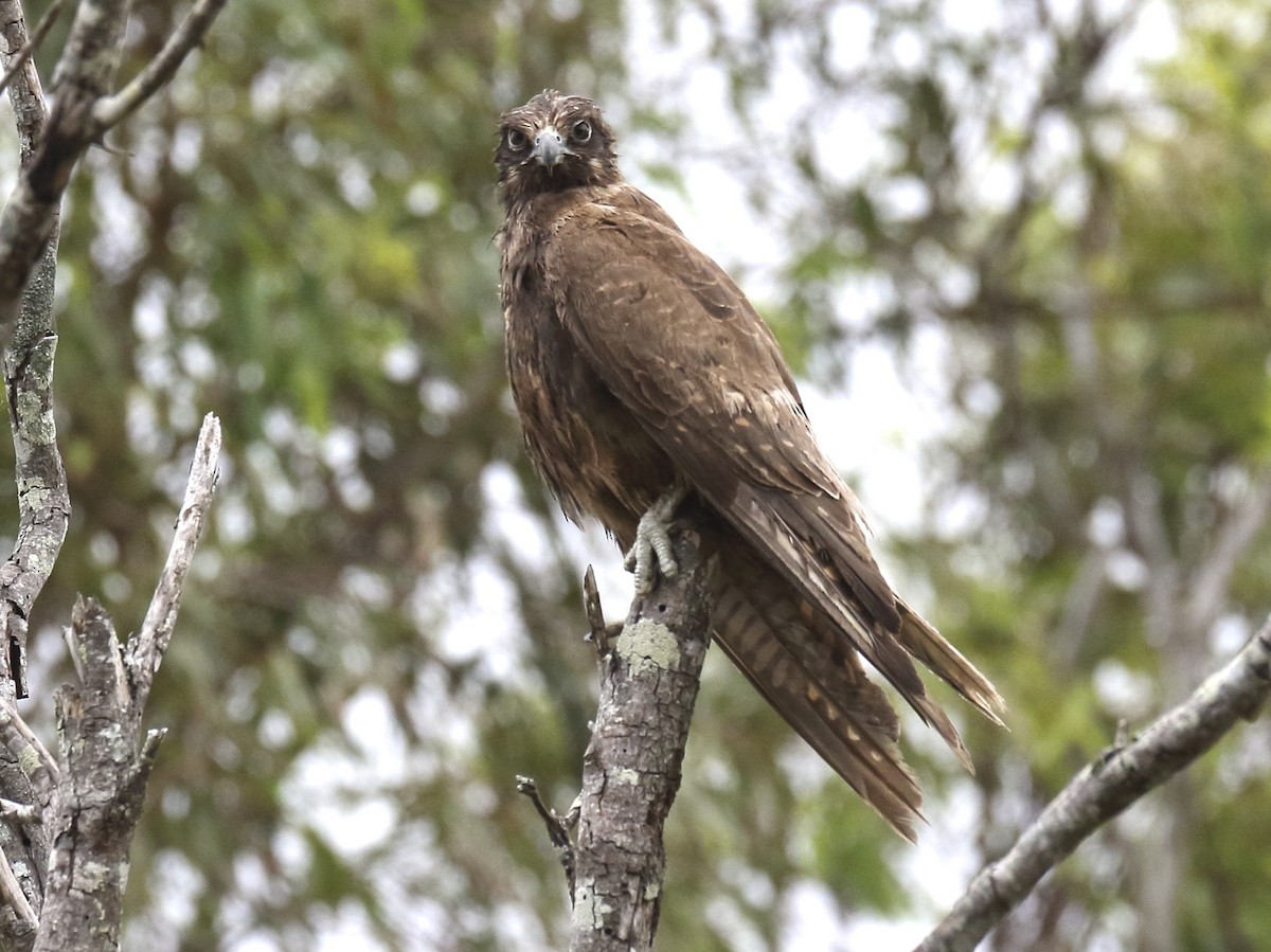 Brown Falcon - Chris Barnes