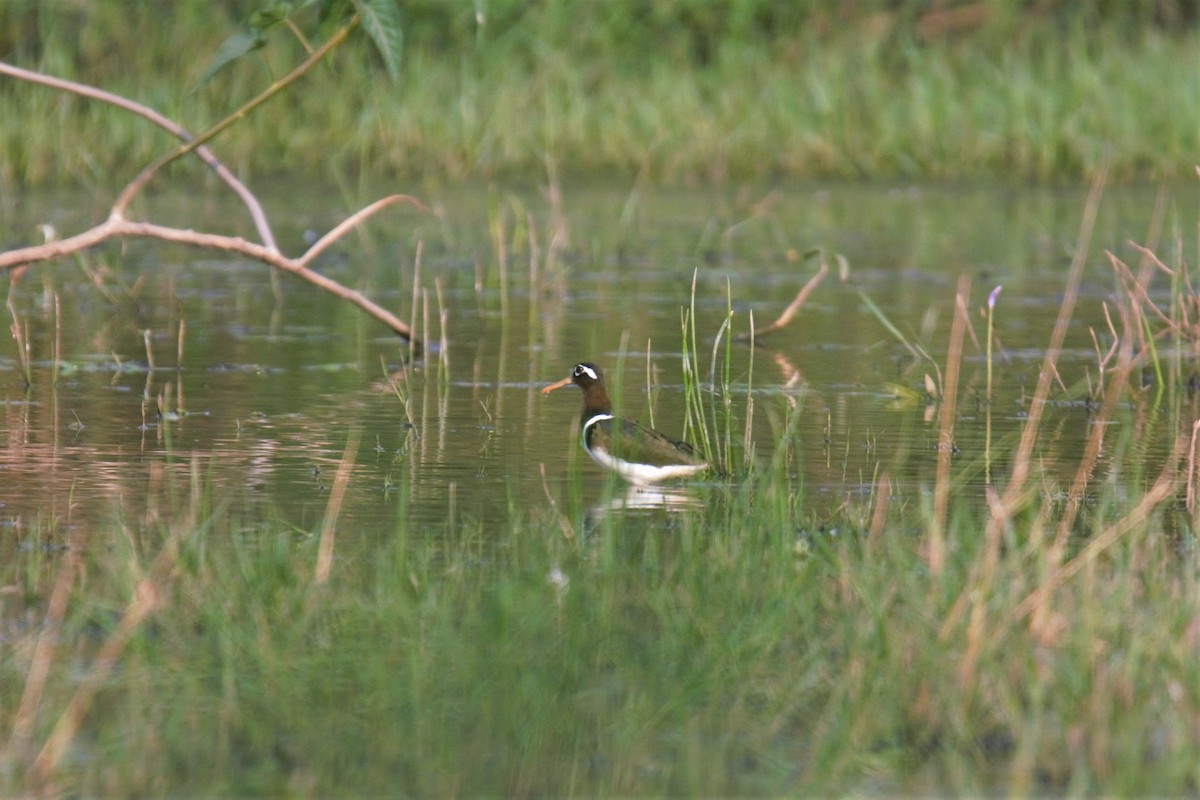 Greater Painted-Snipe - ML92148501