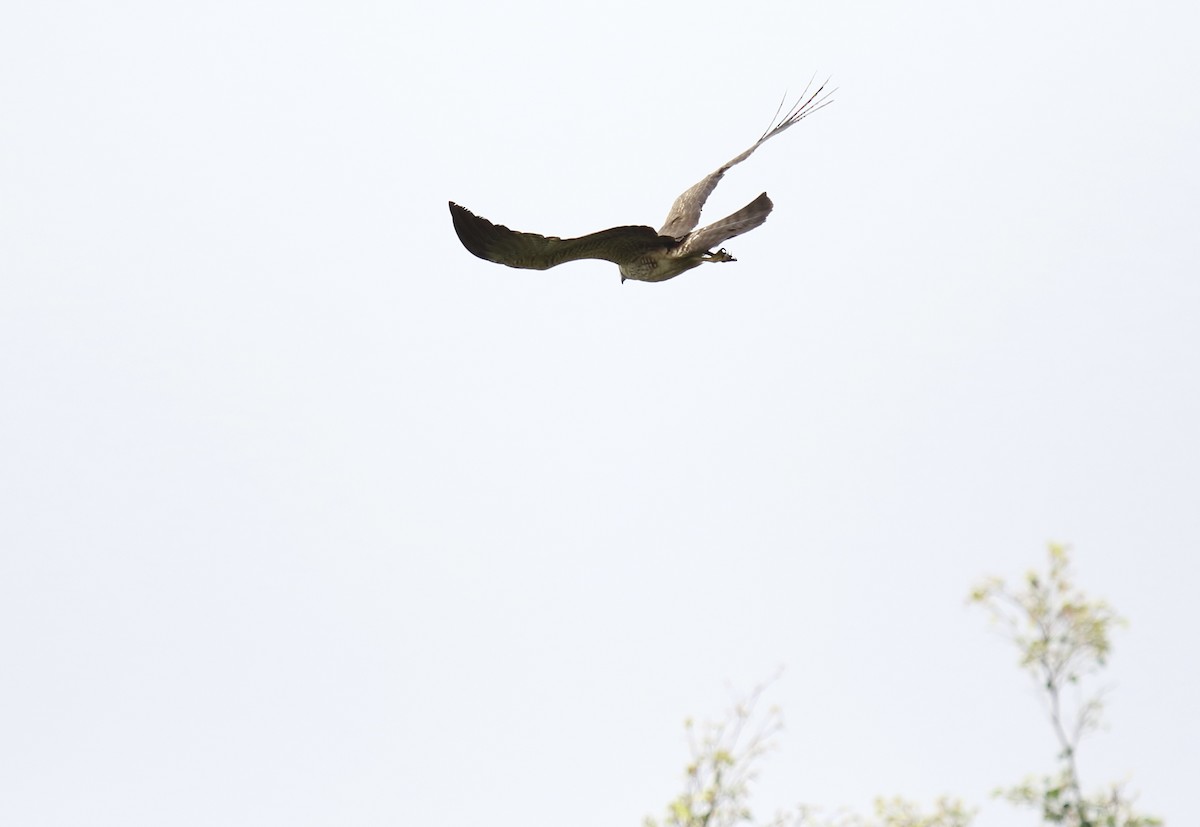 Spotted Harrier - ML92148841