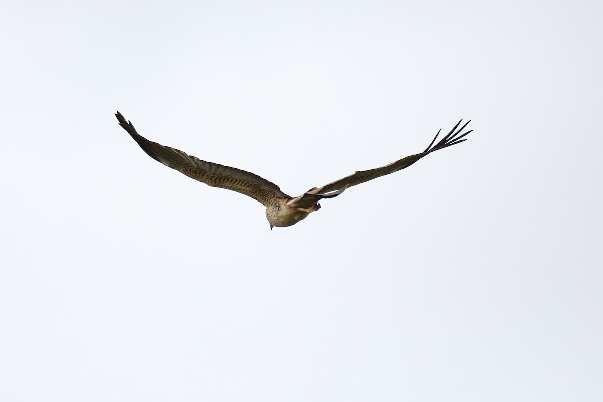 Spotted Harrier - ML92148861