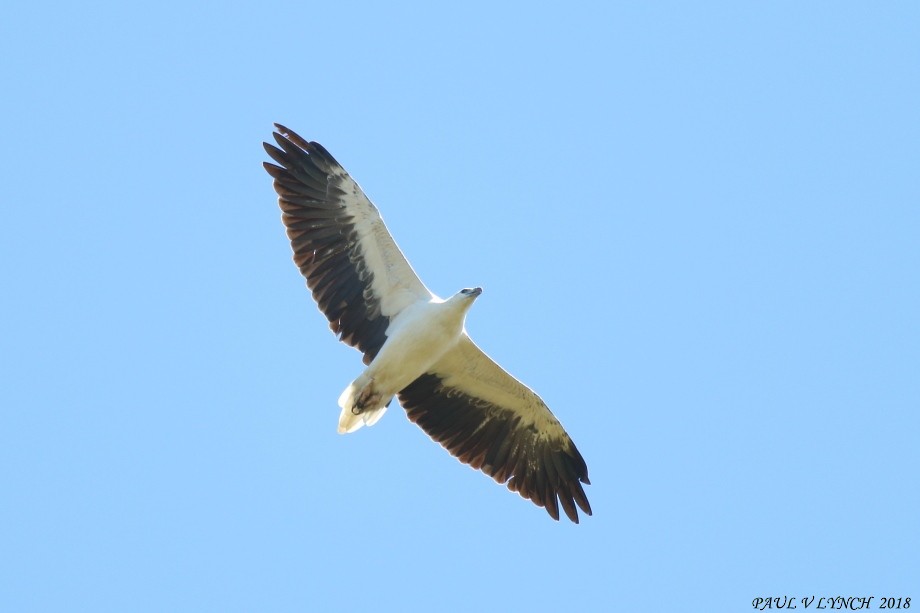 White-bellied Sea-Eagle - Paul Lynch