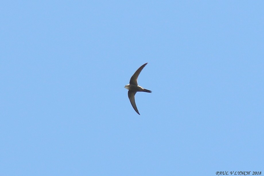 Pacific Swift - ML92149311