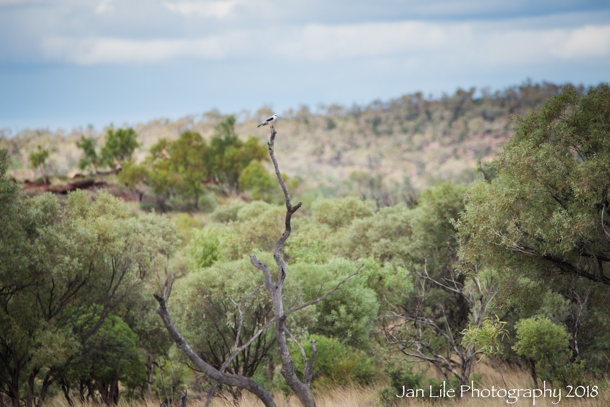 Black-shouldered Kite - ML92149441