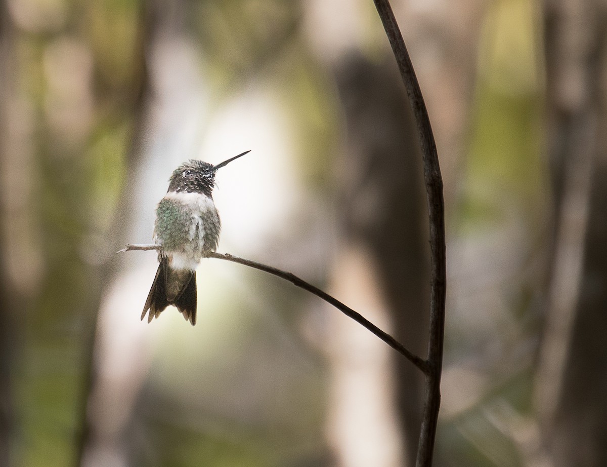 Ruby-throated Hummingbird - Lynette Spence