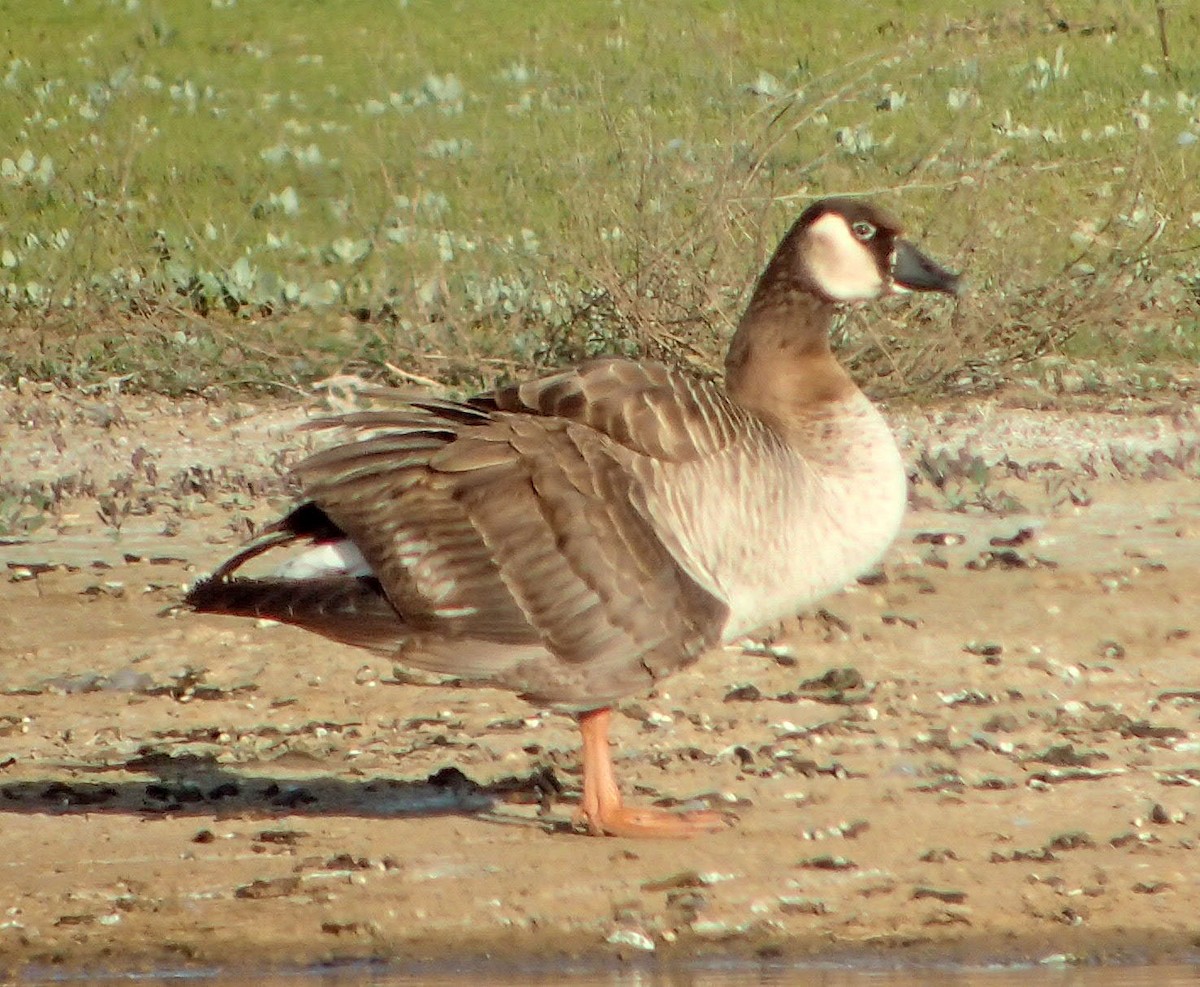 Graylag x Canada Goose (hybrid) - ML92151521