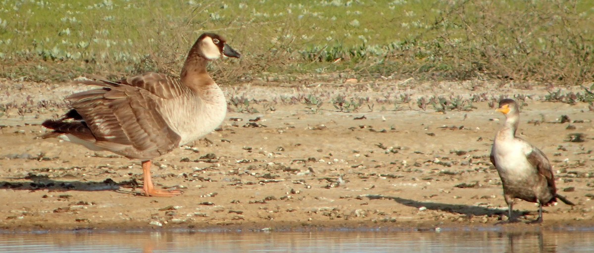 Graylag x Canada Goose (hybrid) - ML92151531
