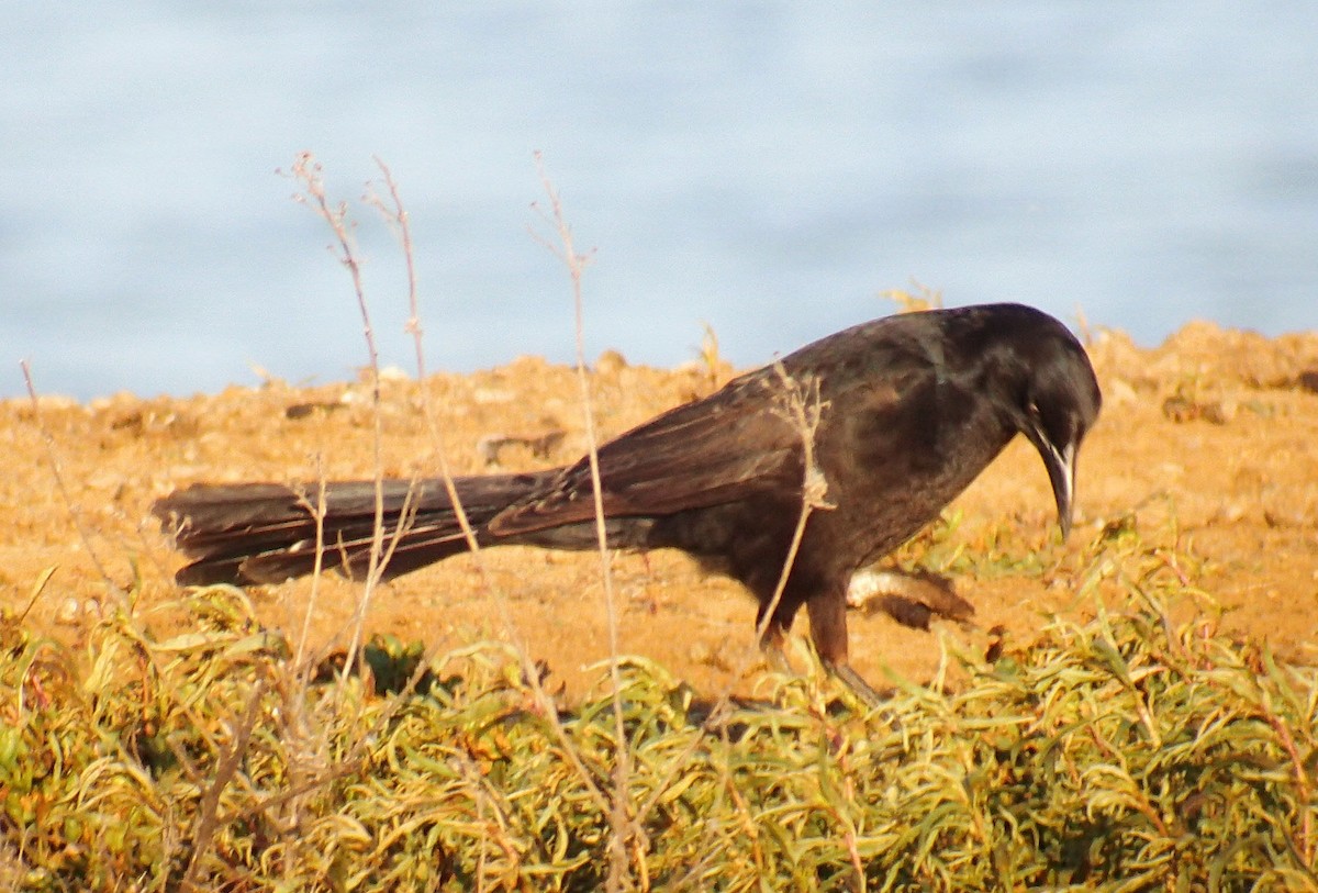 Great-tailed Grackle - ML92151561